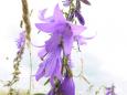 campanula
